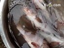 小石斑鱼去鳞