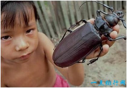 世界上最大的甲虫 泰坦甲虫