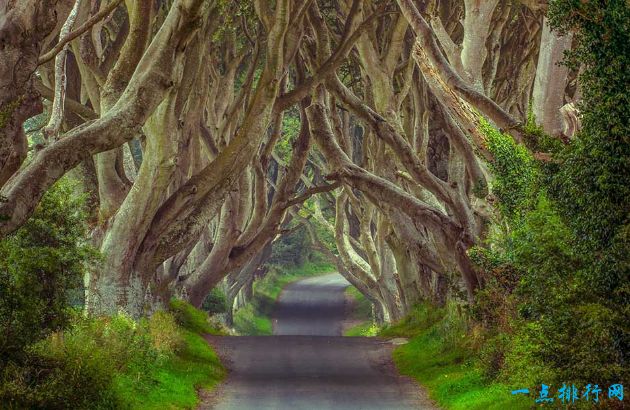 北愛爾蘭黑暗樹籬