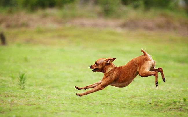 小鹿犬