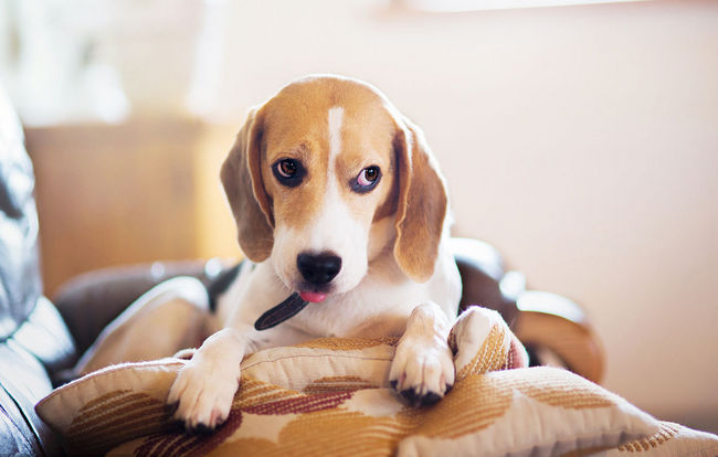 比格犬
