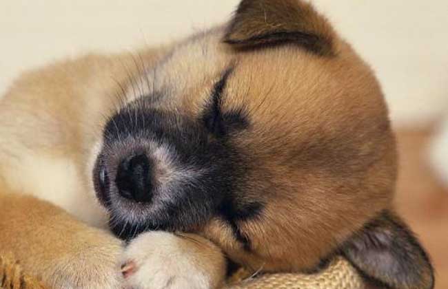 中华田园犬
