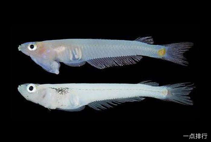 Phallostethus Cuulong