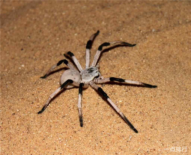 CERBALUS ARAVAENSIS 