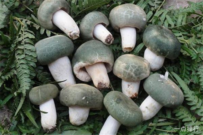 野生菌‍