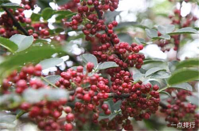 盂县花椒