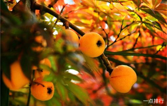三潭枇杷 