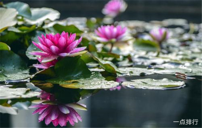 浮叶植物
