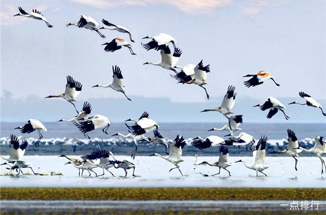鄱阳湖湿地公园