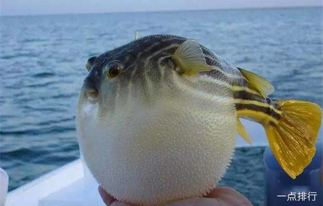 河鲀
