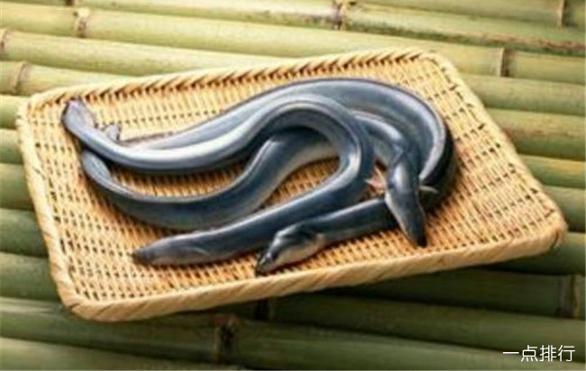 鳗鱼
