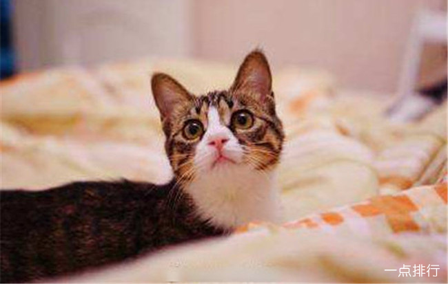 维诺家的猫鼠兔
