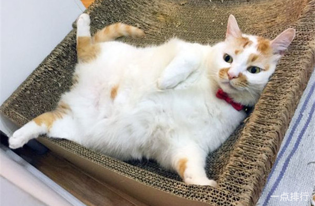 楼楼