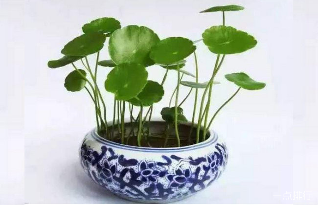 铜钱草