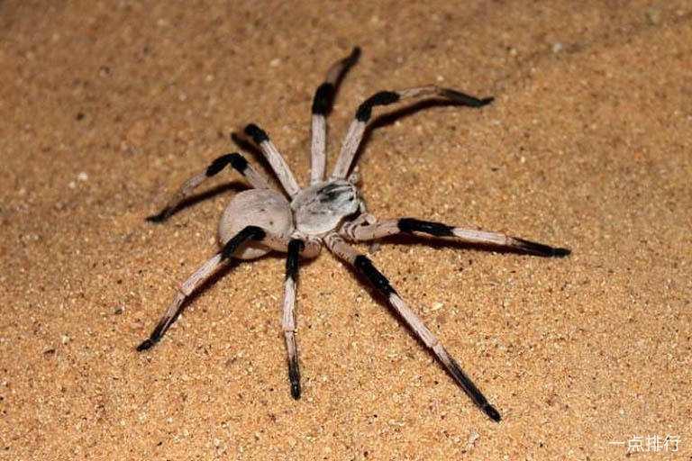 Cerbalus Aravensis