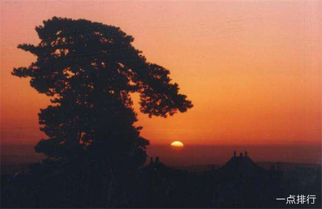 油松王景区
