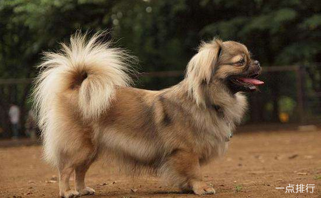 京巴犬‍