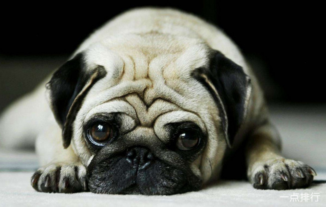 巴哥犬‍