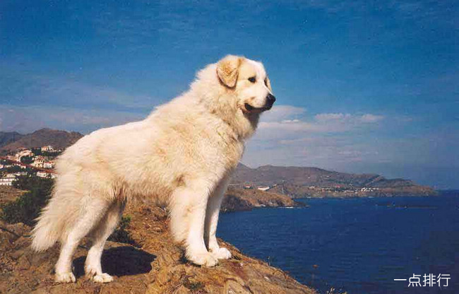 大白熊犬