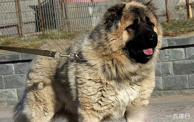 高加索犬‍