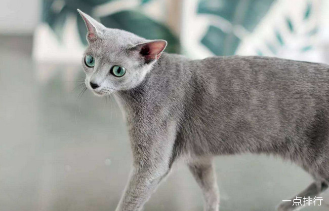 俄罗斯蓝猫‍