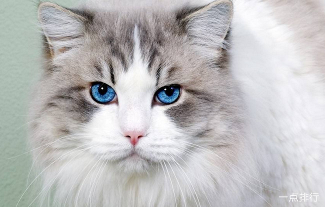 波斯猫‍