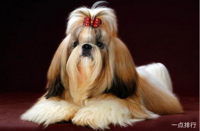 西施犬‍
