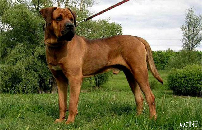 土佐犬‍