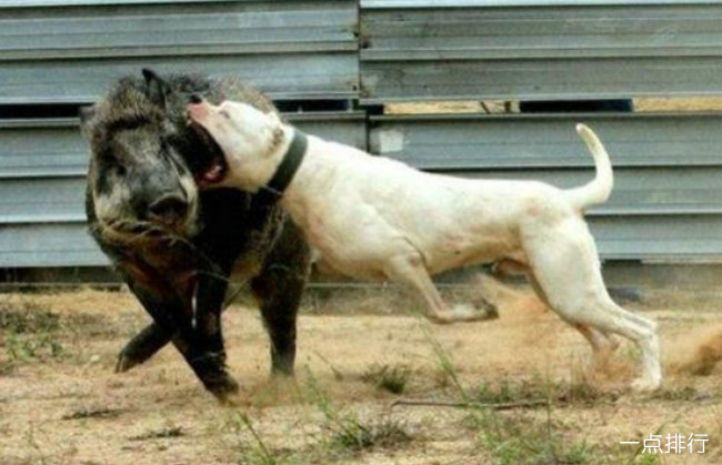杜高犬‍