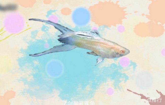 剑尾孔雀鱼