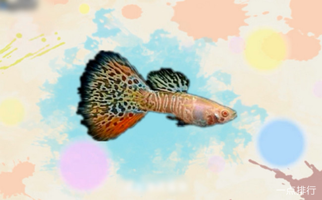 蛇王孔雀鱼