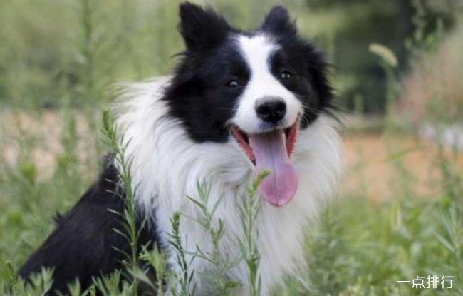 边界牧羊犬‍