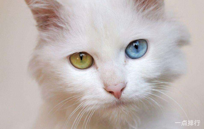 波斯猫‍