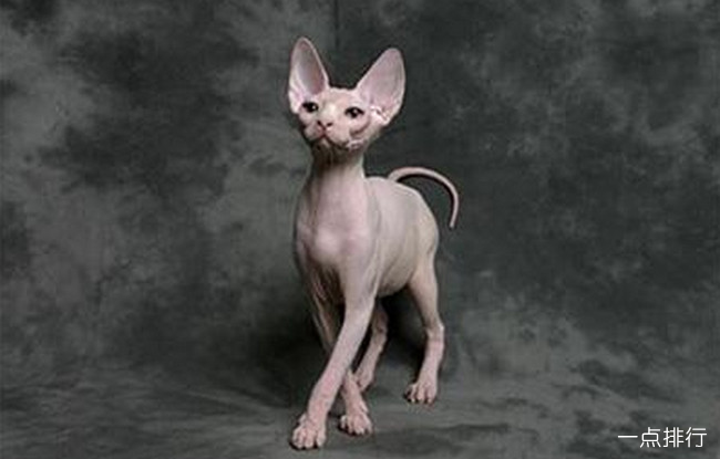 斯芬克斯猫‍