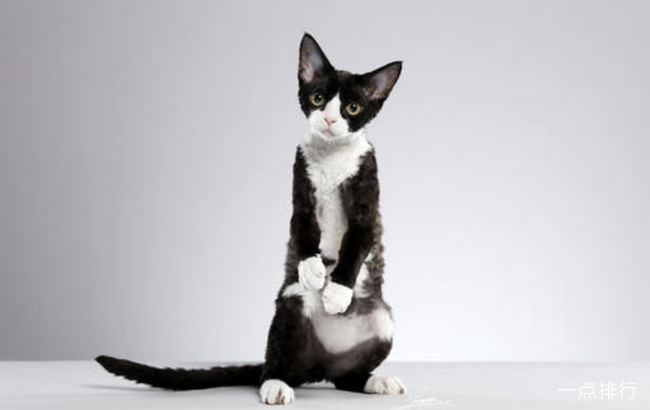 德文卷毛猫