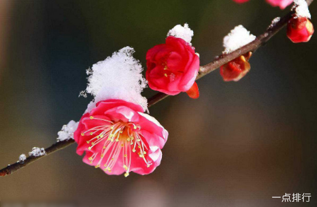 梅花‍