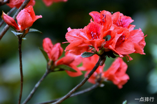 杜鹃花‍