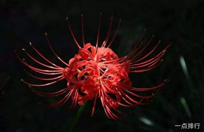 彼岸花‍