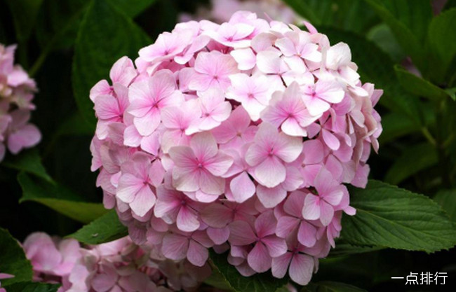绣球花