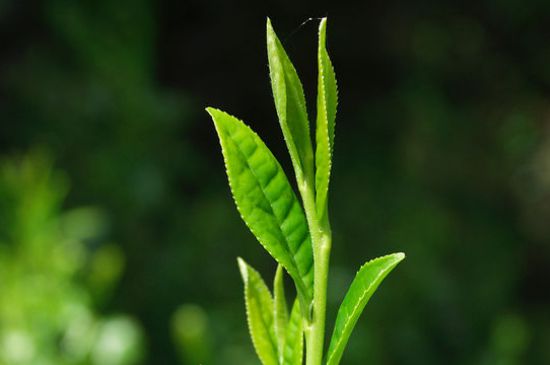 肉桂茶禁忌，喝武夷肉桂茶有10大功效与3大禁忌