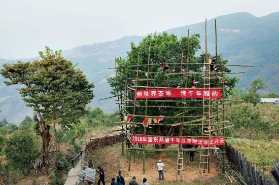 100年的普洱能喝吗，真的有存放一百年的普洱茶吗？