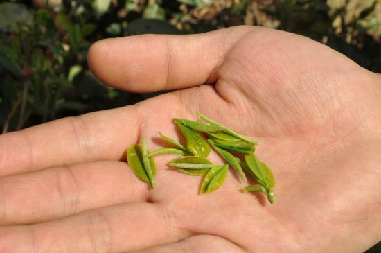 木鱼石茶壶适合泡什么茶，木鱼石泡啥茶好