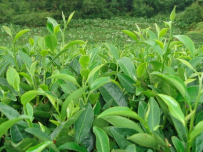 茶叶种植几年可以采摘，茶树苗的种植与管理