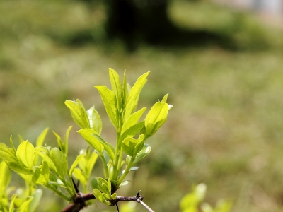 茶叶种植几年可以采摘，茶树苗的种植与管理