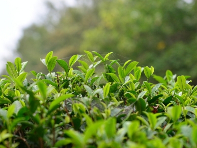 茶叶种植几年可以采摘，茶树苗的种植与管理