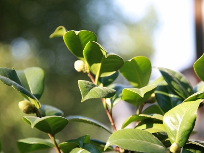 茶叶种植几年可以采摘，茶树苗的种植与管理