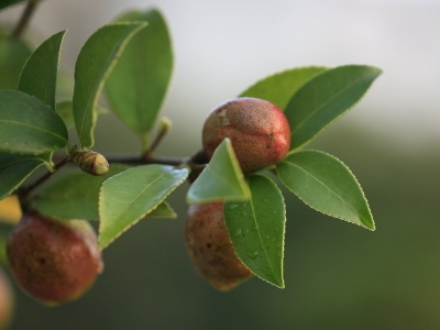 茶树种子几月播种最好？茶树什么时候种植最好