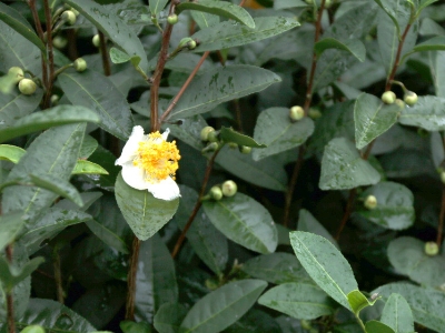 茶树种子几月播种最好？茶树什么时候种植最好