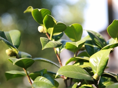 茶树种子几月播种最好？茶树什么时候种植最好