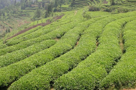 莓茶的栽培技术，莓茶的种植方法